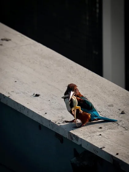 The kingfisher repositions the lizard to swallow it head-first. It was fascinating to watch this entire sequence unfold from my own home.