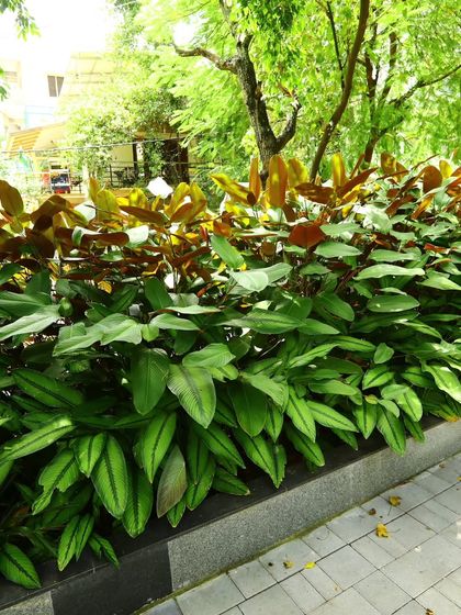 This garden bed features Calathea plants, known for their decorative leaves. I ensure they have the right soil and moisture conditions to keep their foliage healthy and patterned.