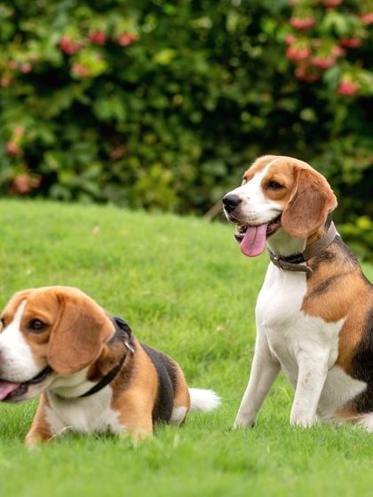 WoofWoof Stories - Pet & Family Photography Outdoor Adventures photo 20