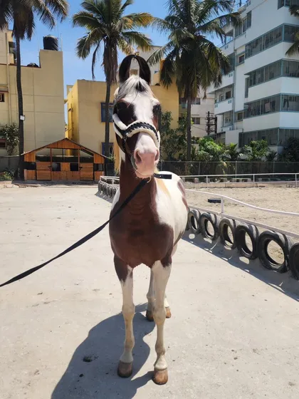 Introducing our new Kathiyawadi stallion. This magnificent paint horse stands at 59 inches and has a striking 'Lal Ablak' coat, a proud addition to our collection.