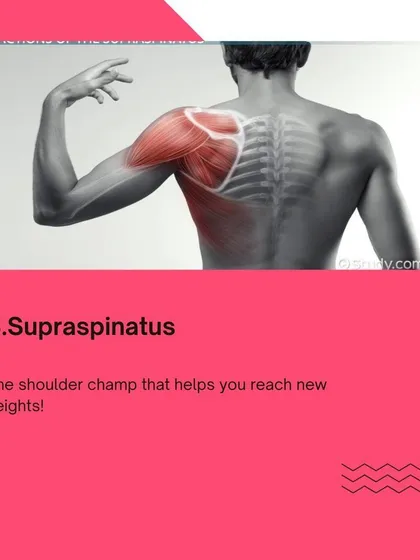 The shoulder is a complex joint. We teach you the role of muscles like the Supraspinatus in ensuring its health and strength.