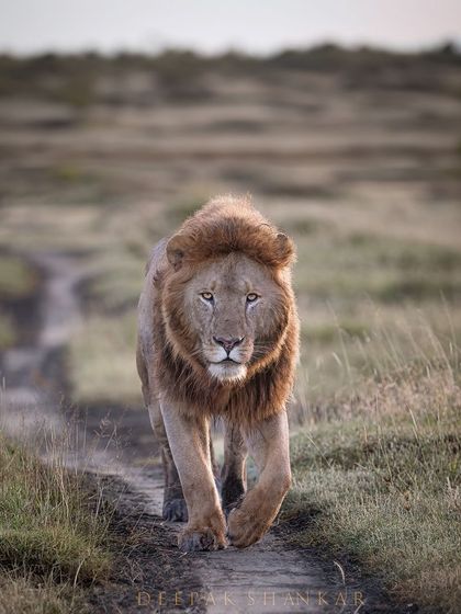 The Lions of Ndutu. Walking with purpose as the sun sets, this lion embodies the soul of the Ngorongoro Conservation Area. The golden light catches his mane, creating a halo of majesty.