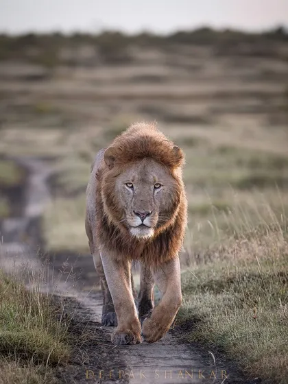 These images further explore the lives of Africa's big cats, from quiet portraits and family interactions to the drama of the hunt. Each one is a piece of the larger narrative we build on safari.