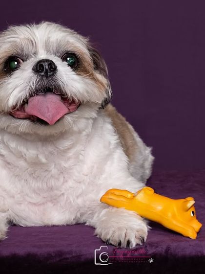 The calm before the storm. Sushi posing patiently with her toy, showcasing her gentle and sweet demeanor in the studio.