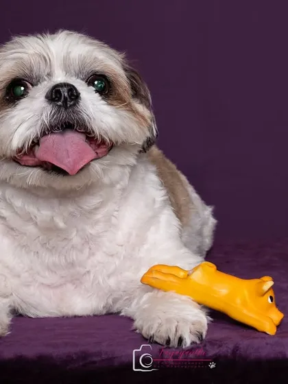 The calm before the storm. Sushi posing patiently with her toy, showcasing her gentle and sweet demeanor in the studio.