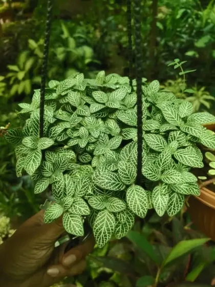 A hanging basket of Fittonia, or Nerve Plant. Its green leaves are covered in a delicate network of white veins.