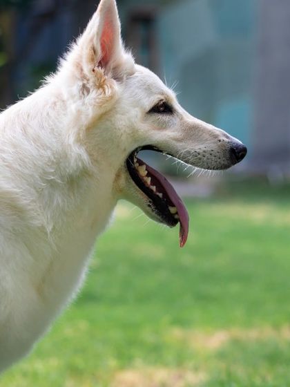 WoofWoof Stories - Pet & Family Photography Outdoor Adventures photo 17