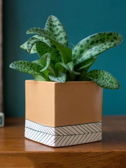 Thorny Affair - Pots & Planters Artisanal Ceramic Planters photo 12