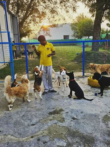 How many happy tails can you count? This is what pure joy looks like at our daycare.