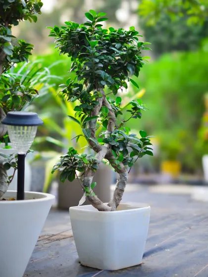 We believe bonsai are living art. This expertly pruned Ficus bonsai, with its beautifully twisted trunk, brings a sense of harmony and sophistication to any room.