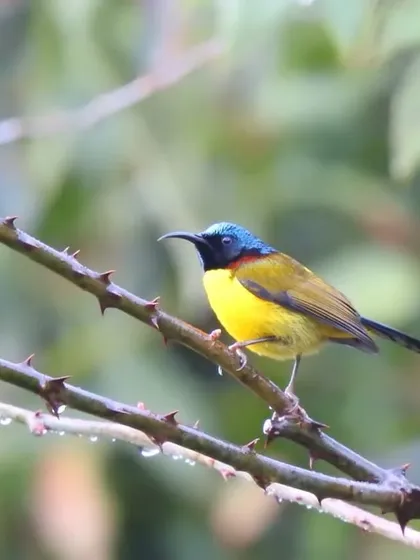 A Green-tailed Sunbird, a tiny jewel of the Himalayas, perches on a thorny branch. Our naturalists will help you spot and identify these fast-moving and vibrant birds.