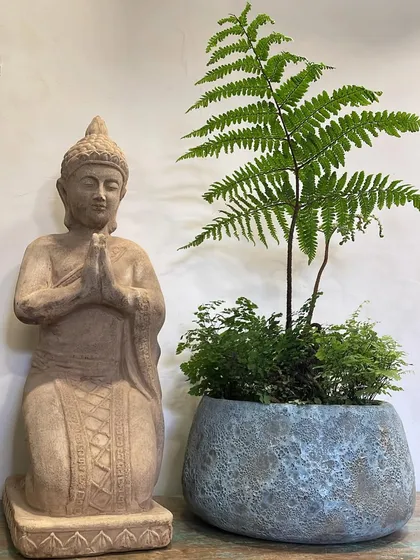 Bring positive vibes to your home with a calming arrangement. Here, an exotic fern is planted in a blue Atlantis pot, placed next to a serene Buddha statue, creating a peaceful and spiritual corner.