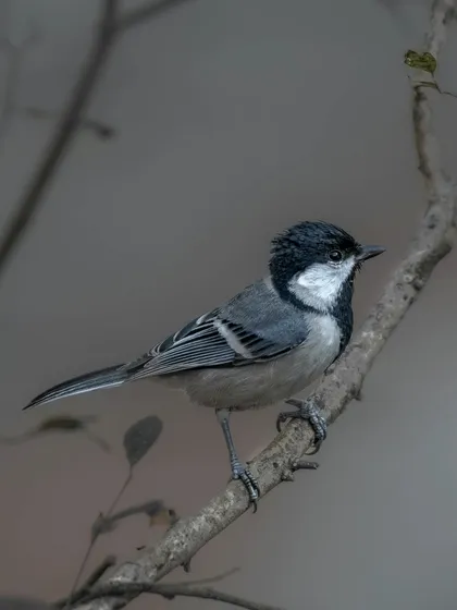 A Cinereous Tit, a small and active bird, photographed against a dark background.