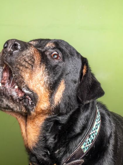 Action in the studio! Jag expertly catches a treat, showcasing the fun and interactive side of my Pawtrait Studio sessions.