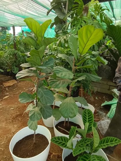Fiddle Leaf Fig trees are a very popular and stylish indoor plant. Here are two healthy specimens in our nursery, waiting to be placed in a new home.