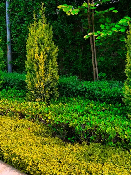 A close-up of layered planting at Sultanpur Farm, showing the different textures and shades of green, from low ground cover to taller shrubs.
