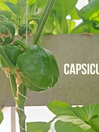 A green capsicum growing strong. We cultivate a variety of produce, and bell peppers are one of the staples we provide to our B2B clients.
