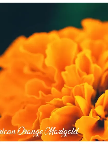This is the African Orange Marigold, known for its large, vibrant orange blooms. It's a statement flower that is incredibly easy to grow from seed.