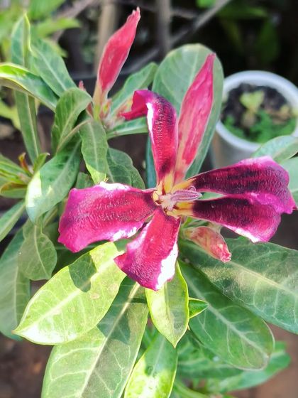 Bonsai: The Art of Miniature Trees photo 13