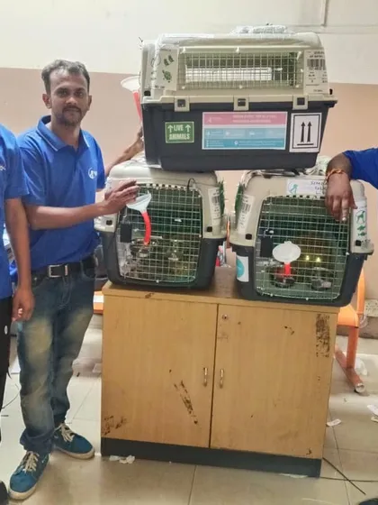 Our team in Pune preparing Simba, Leo, and Kittu for their flight to Luxembourg. We handle all the logistics, using airline-approved crates and ensuring every detail is checked for a smooth international pet relocation.