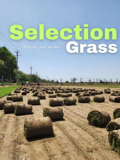 Delhi Gardner - Full-Service Landscaping Premium Lawn & Turf Solutions photo 13