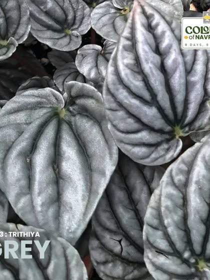 The Peperomia 'Moonlight' has stunning grey leaves with delicate, dark veins. It's a unique foliage plant that brings a sense of balance and harmony to an indoor collection.