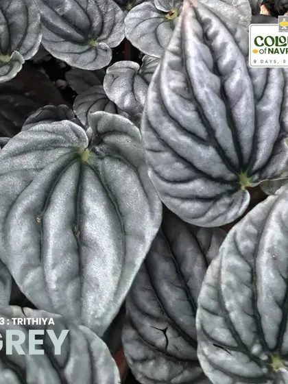 The Peperomia caperata 'Moonlight' embodies balance with its beautiful grey leaves. It thrives in bright, indirect sunlight and needs consistent moisture, making it a great low-maintenance houseplant.