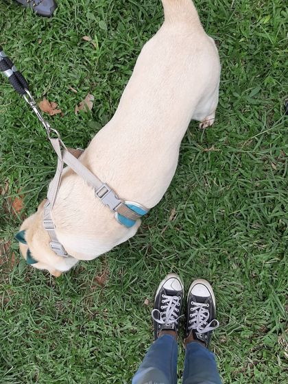 A dog's eye view of the world. Taking the time to let your dog sniff and explore on their walks is one of the most important forms of enrichment you can provide.