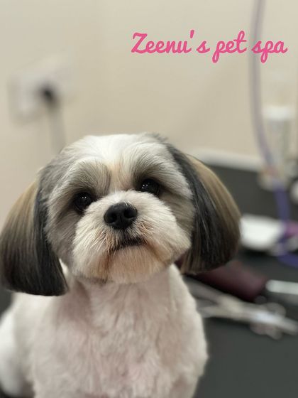 Zeenu's Pet Spa - Dog Grooming & Spa Breed-Specific Styling: Shih Tzu, Lhasa & More photo 3