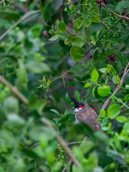 A Red-whiskered Bulbul nestled in the dense green foliage of the monsoon. These common birds are always a cheerful sight.