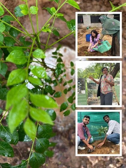 This collage captures the spirit of a massive eco-restoration drive with our partner Genpact at Aravali Creek. It shows volunteers planting, our experts guiding them, and the vibrant green result of their efforts.