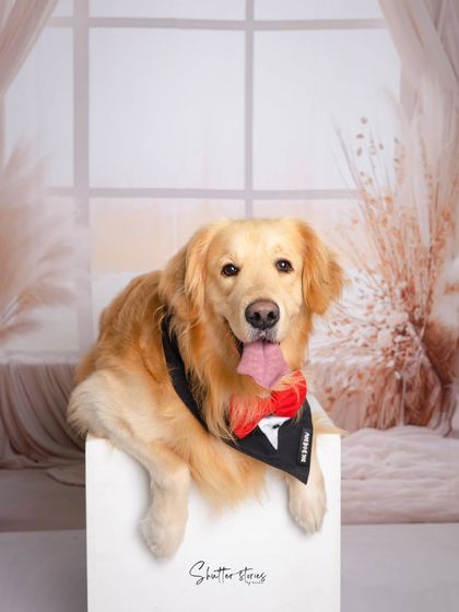 Pets are family too! This handsome Golden Retriever is all dressed up in a tuxedo bandana, posing perfectly for his studio portrait.