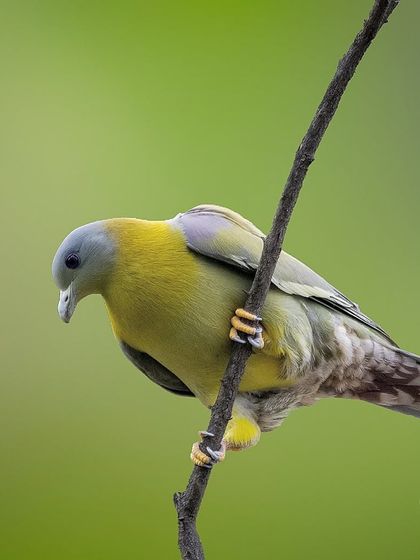 A Yellow-footed Green Pigeon peers down from its perch. These arboreal pigeons are often found high in the canopy of fruiting trees.