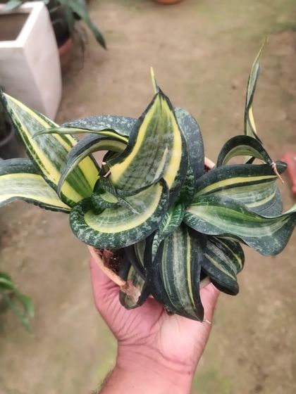 This is a Sansevieria 'Black Gold', a variety with very dark green leaves and a thin, bright yellow edge.