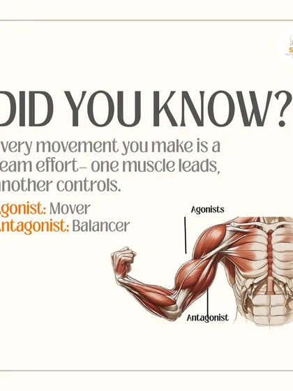 Did you know every movement is a team effort? This graphic explains agonist and antagonist muscles, which work together to create smooth, coordinated motion.