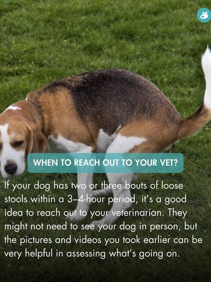 The Pack - Pet Parent Education & Workshops Your Dog's Health & Wellness photo 27