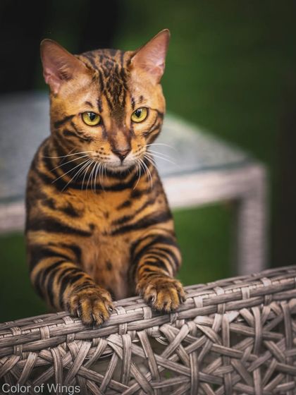Benji showing his curious side, peeking over a wicker chair. This shot captures the playful and inquisitive nature that makes Bengal cats such engaging companions.