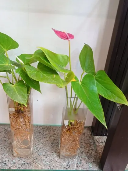 Two Anthurium plants with their roots fully developed for a hydroponic system. They are ready to be placed in a decorative vase.