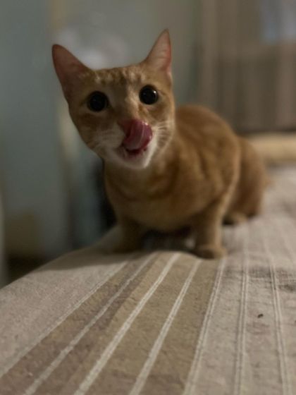 It can be stressful for pets to be in a new place. My approach is to give them the time and space they need to build trust at their own pace, just like this sweet ginger cat is doing.