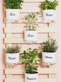 Edible Garden Installation