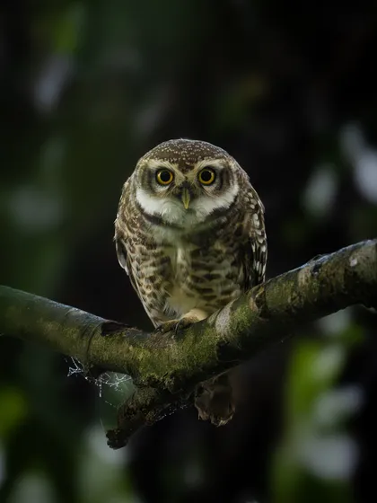A spotted owlet perched on a branch in the dark. Its large, forward-facing eyes are perfectly adapted for nocturnal hunting.