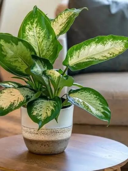 The Dieffenbachia, or Dumb Cane, features large leaves with beautiful white and green variegation. It's a great plant for brightening up a corner, shown here in a rustic-style ceramic pot.