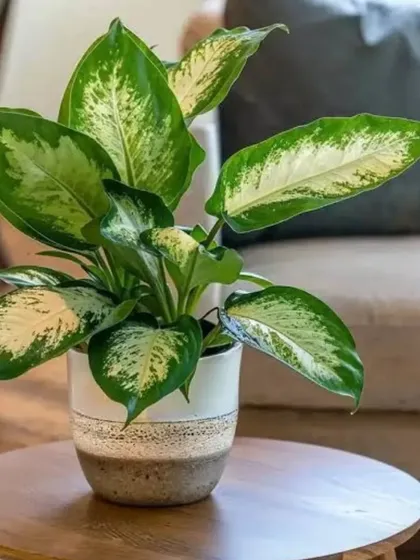 A close-up of a Dieffenbachia (Dumb Cane) plant. Its large leaves with beautiful white and green variegation can brighten up any corner of an office or lobby.