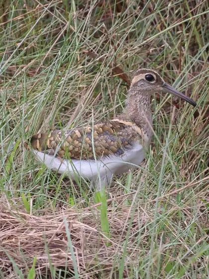 The Greater Painted-snipe is an uncommon resident bird of Singapore. This species is known for its cryptic plumage, which provides excellent camouflage in its grassy wetland habitat.