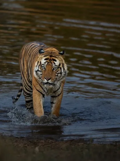 The mighty D1 male from Bandhavgarh, wading through water with an intense stare.