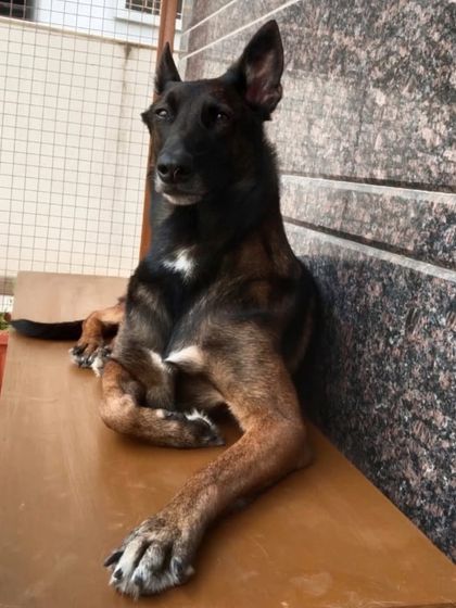 A Belgian Malinois posing like a boss. They are so intelligent and athletic.