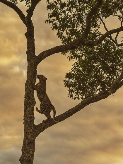 The leopard cub continues its ascent, showcasing its agility against the beautiful evening sky.