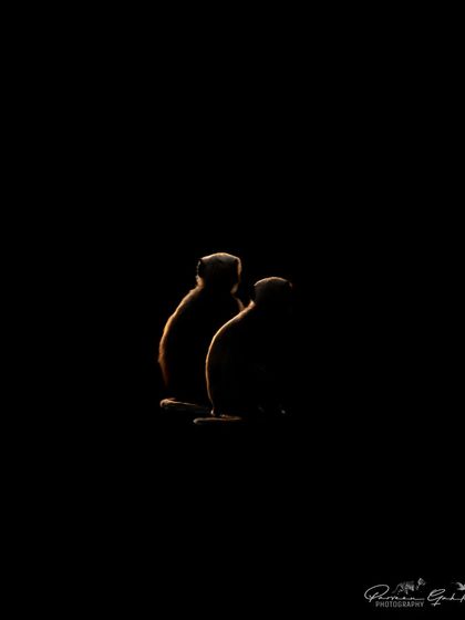 A creative low-key photograph of two Rhesus Macaques, their outlines highlighted by a rim of light.