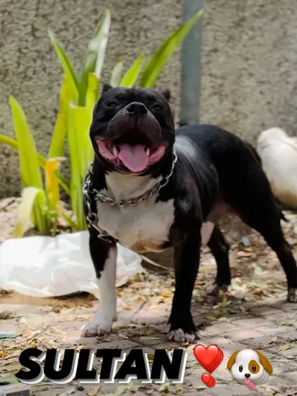 A happy American Bully makes for a happy owner. Sultan posing for the camera with a big smile.