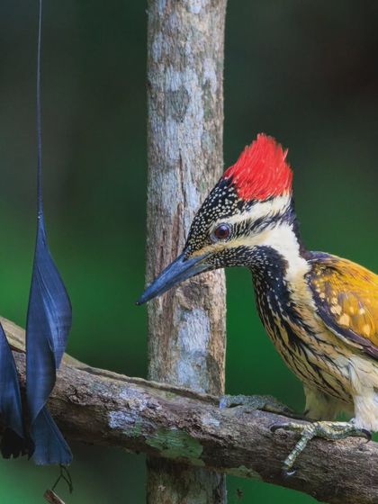 A closer look at the interaction between the woodpecker and the drongo's tail. In the wild, you never know what surprising moments you'll witness.